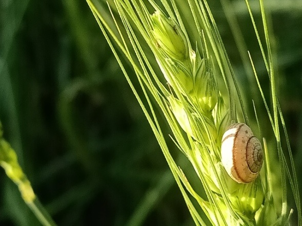 Tiny snail on a wheat kernel