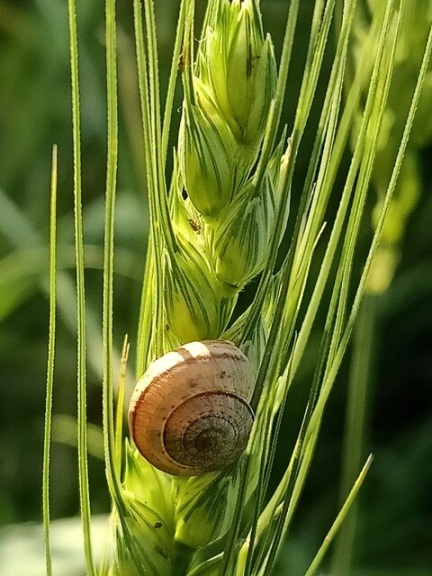 Snail and wheat kernel image 