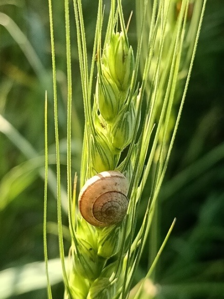 Green wheat kernel and snail image 