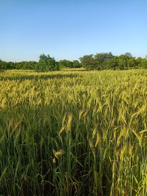 Wheat season image 
