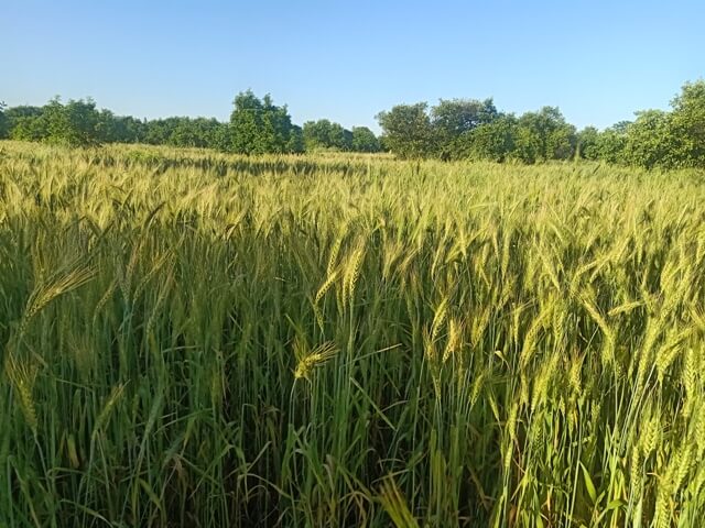 Wheat crops 