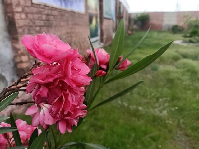Pink oleander flowers 