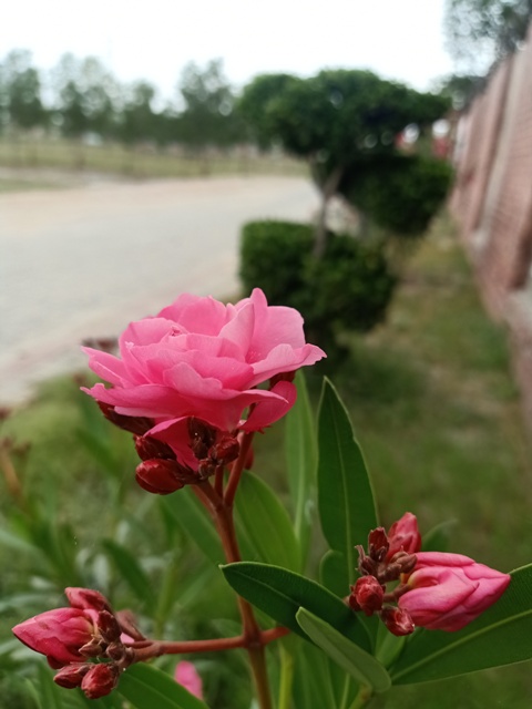 Attractive pink flower 