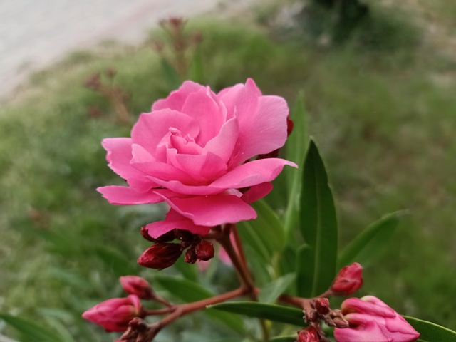 Beautiful pink oleander flower 