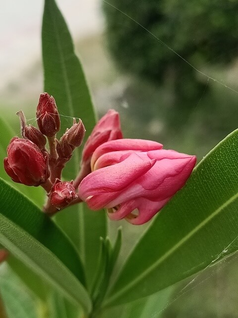 Bud of pink oleander 
