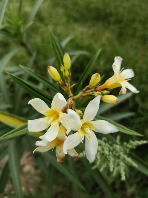 White oleander plant 