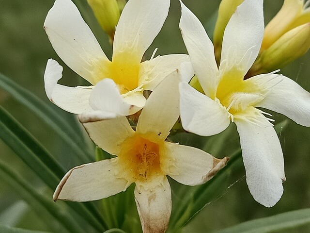 White oleander flowers 