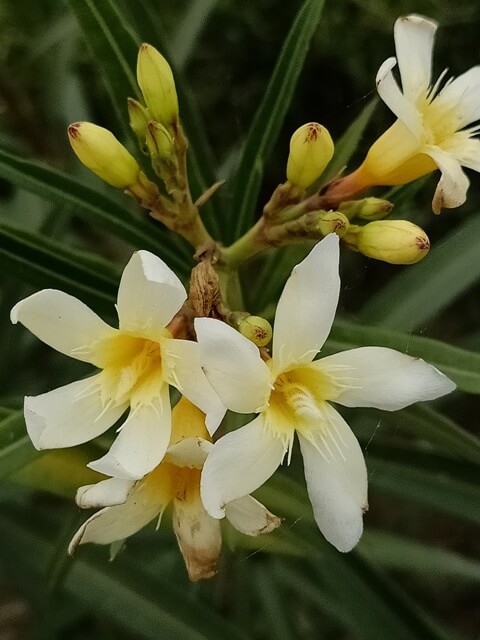 Nerium oleander flowers 