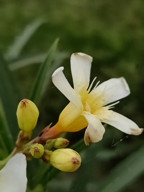 yellow oleander 