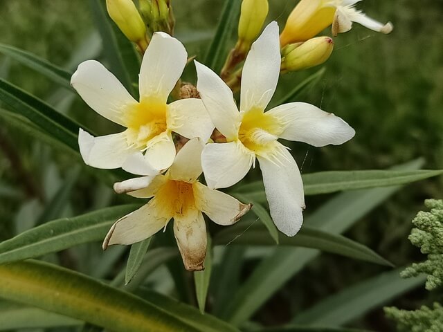 Flowers of white oleander 