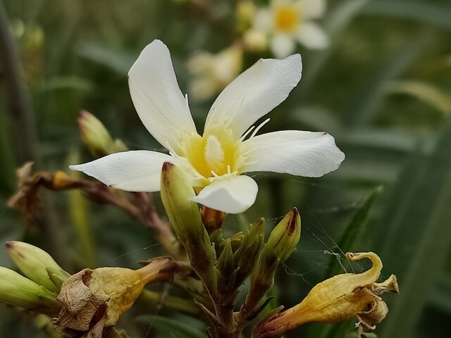 Attractive white flower 