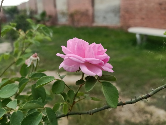 Attractive pink rose image