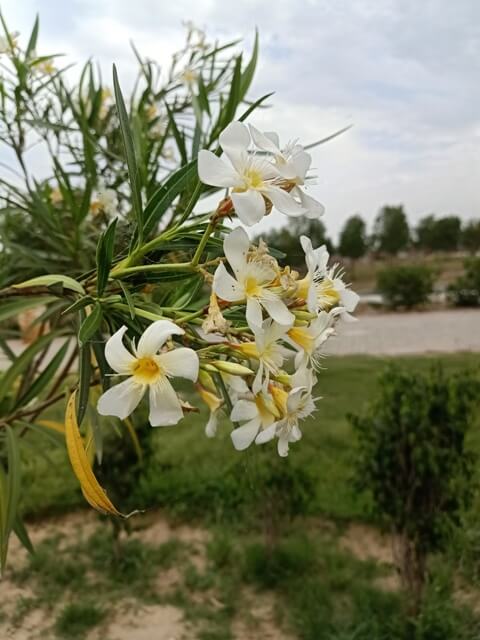 Flowers of white oleander 