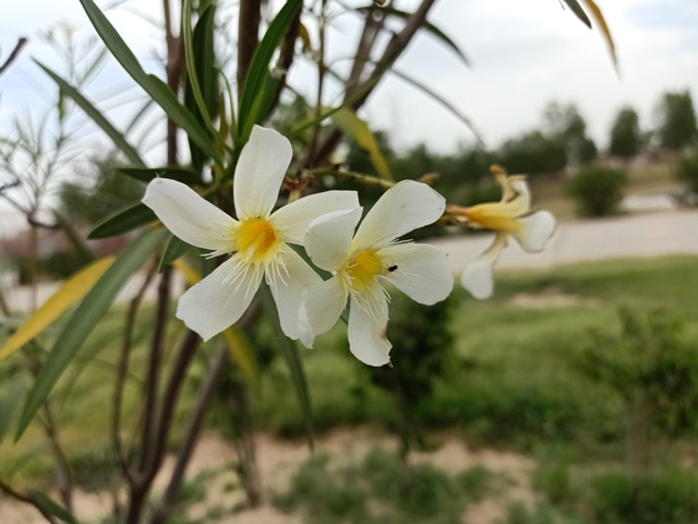 Beautiful flowers of white oleander 