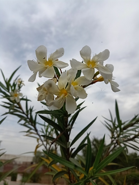 Front view of white oleander flowers 