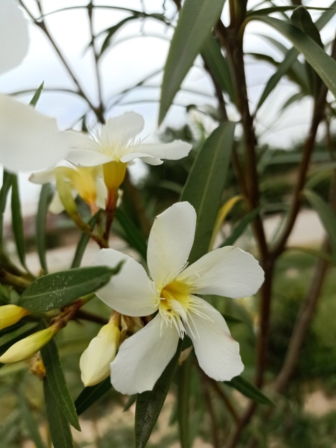 Petals of white oleander 