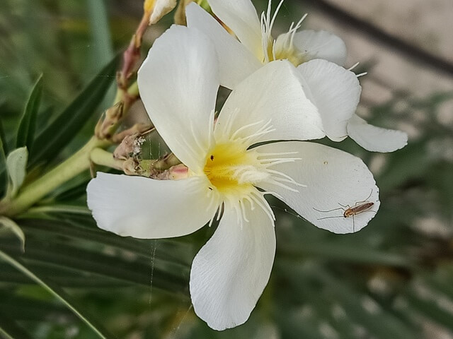 Close up view of white oleander flower 