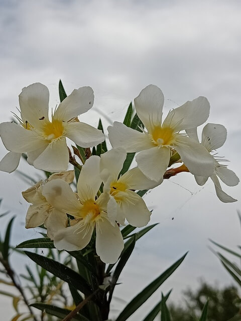 White oleander plant with flowers 