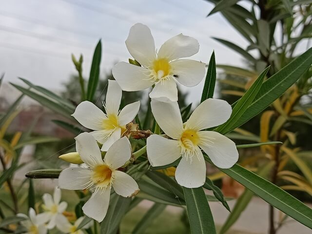 Yellow oleander flowers 