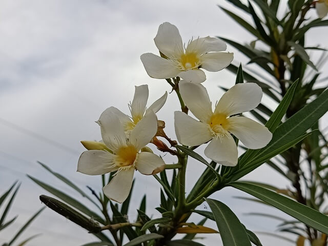 Beautiful white flowers 
