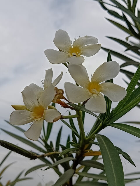 Oleander plant 