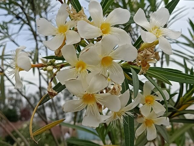 Bunch of white oleander flowers 