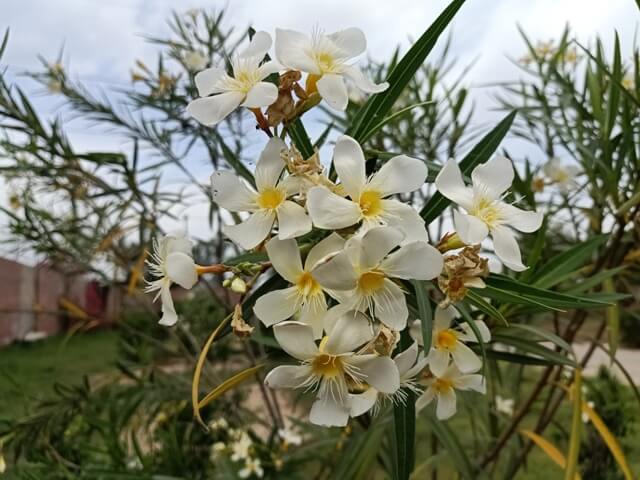 White flowers of oleander