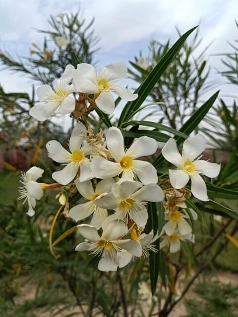 Bouquet of white oleander flowers 
