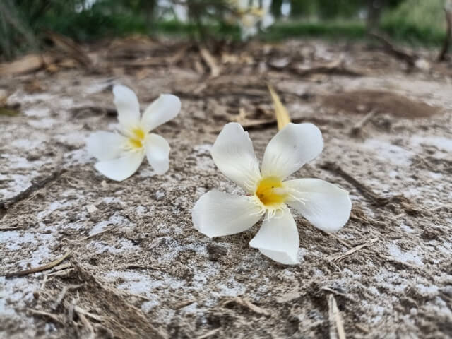 Nerium oleander flowers on the ground 