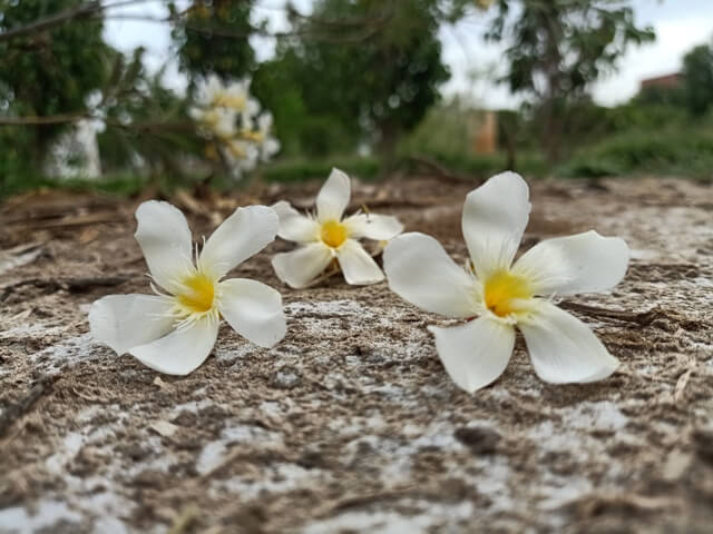 White flowers on the ground 