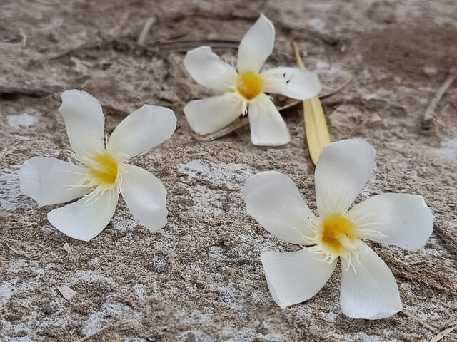 White flowers aesthetic arrangement