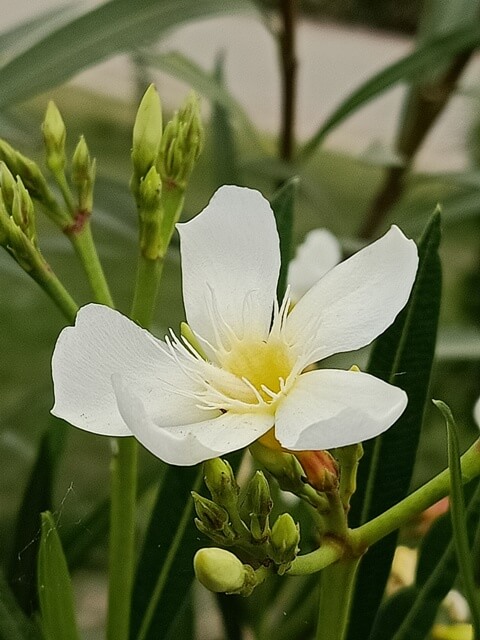 White flower beauty 