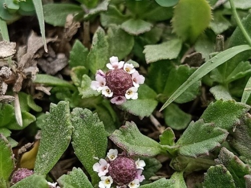 Lippia lanceolata flowers