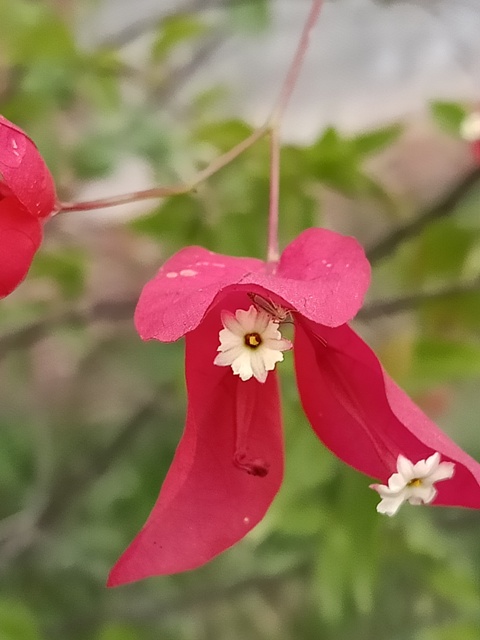 Petals of bougainvillea flower 