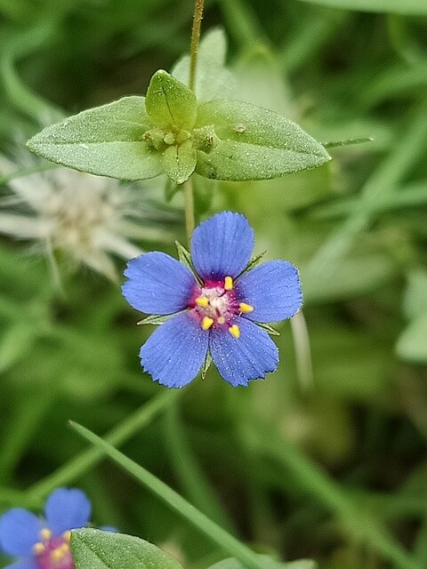 Wild blue flowers 