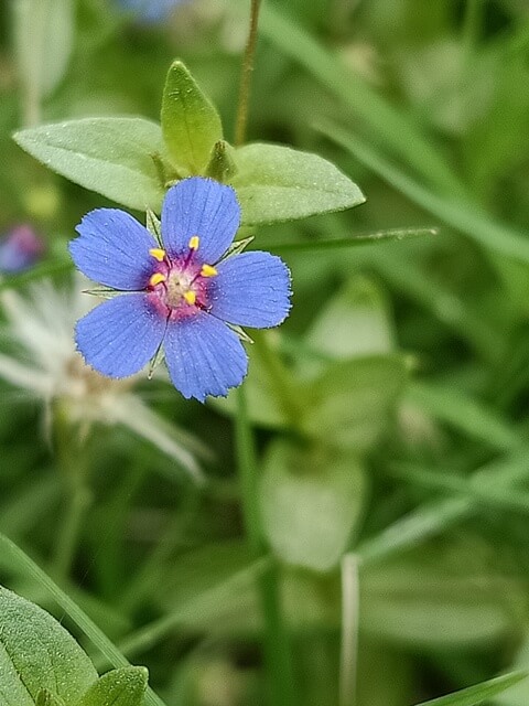 Wild Pimpernel flowers 