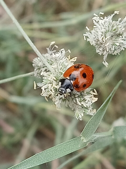Coccinellidae image 