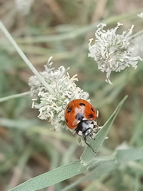 Ladybug image 