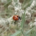 Ladybug in wild grass