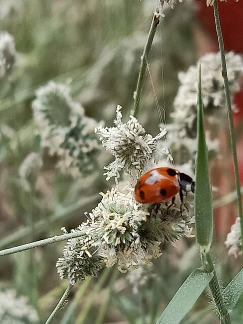 Coccinellidae 