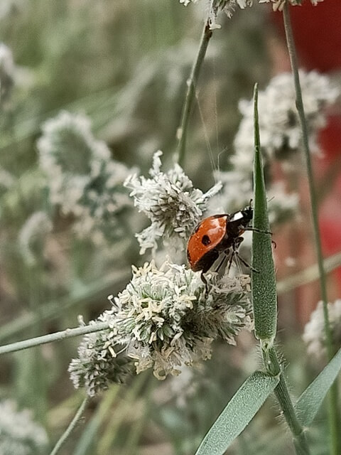 Tiny ladybug image 