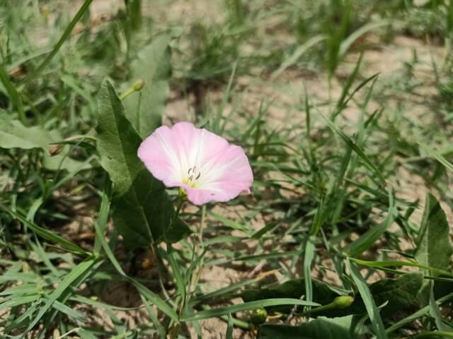 Tiny Bindweed flower