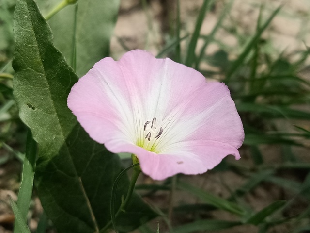 Top view of Bindweed flower