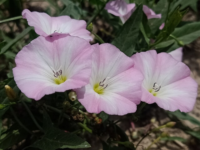 Convolvulus arvensis flowers