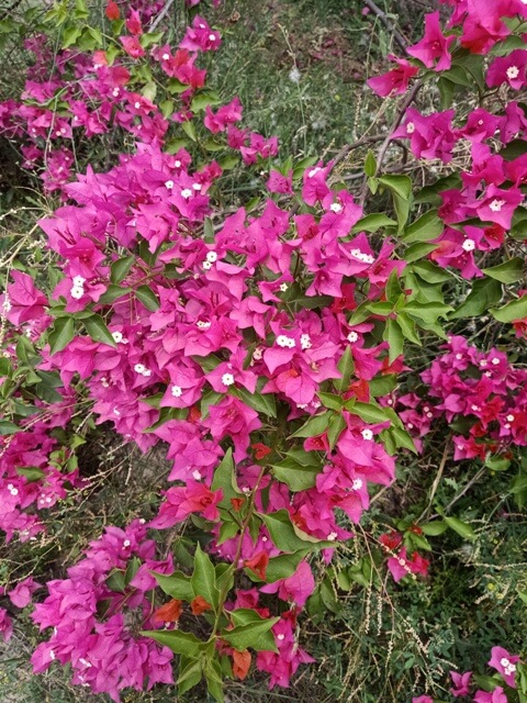 Bougainvillea spectabilis flowers 