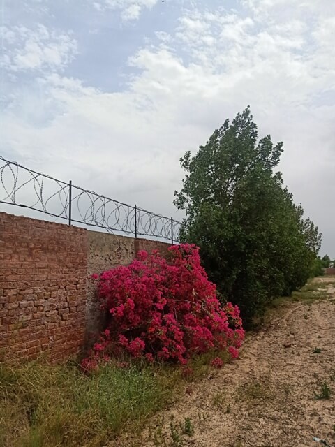 Cloudy weather and pink bougainvillea 