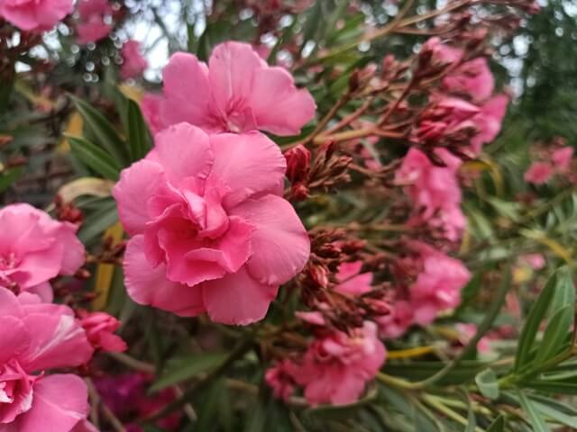 Oleander plant loaded with flowers 