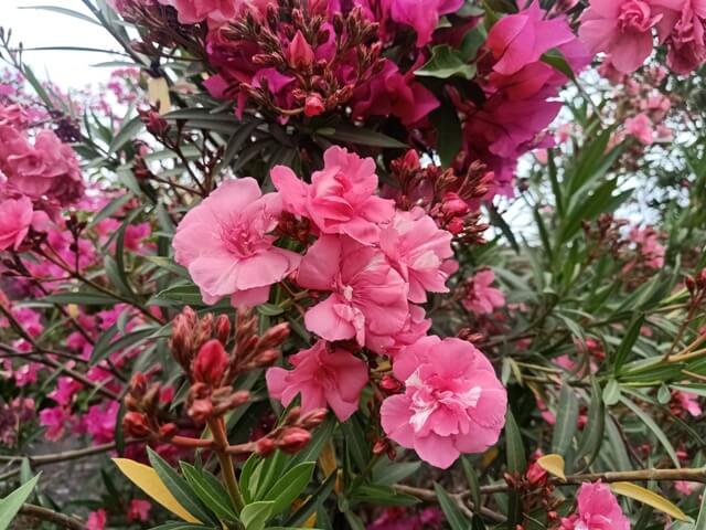 Bloom of pink oleander 