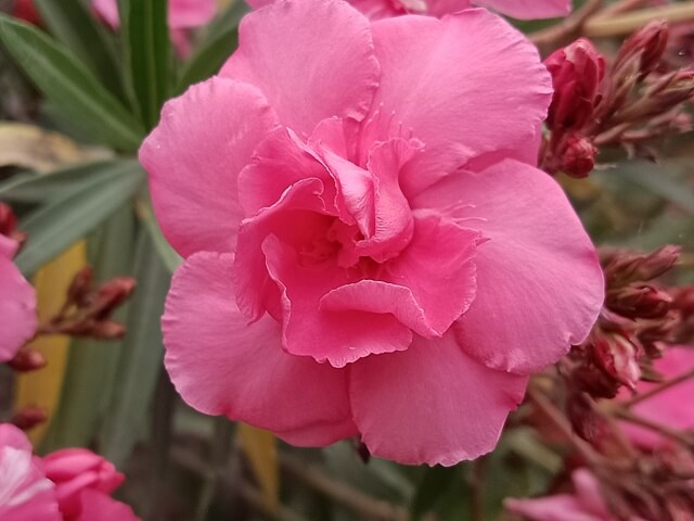 Macro image of pink oleander