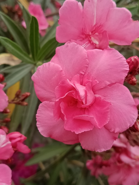 Pink oleander flower 